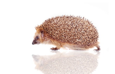 European hedgehog (Erinaceus europaeus) on white © Farinoza