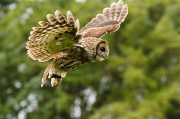 Naklejka premium Tawny Owl flying