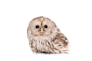 Fototapeta premium Ural Owl (Strix uralensis), isolated on white