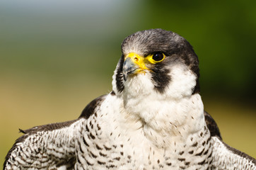 Peregrine Falcon up close