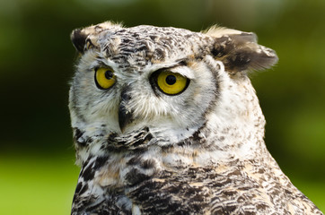 Great Horned Owl