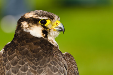 Falcon