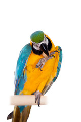 Blue and Yellow Macaw (Ara Ararauna) on white