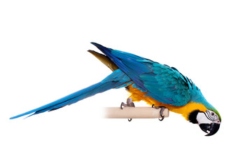 Naklejka premium Blue and Yellow Macaw (Ara Ararauna) on white