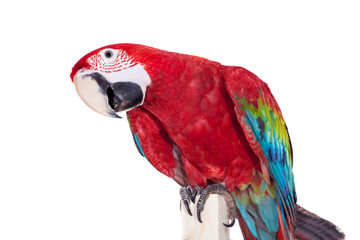 Red-and-green Macaw (Ara chloropterus) on white