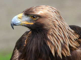 The head of Golden Eagle