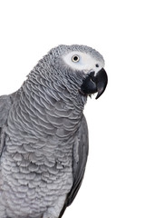 An African Grey Parrot (Psittacus erithacus) on white