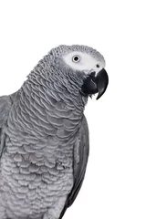 Foto op Canvas An African Grey Parrot (Psittacus erithacus) on white © Farinoza