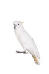 Sulphur-crested Cockatoo, isolated over white background