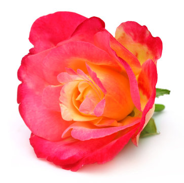 Close up image of a pink rose