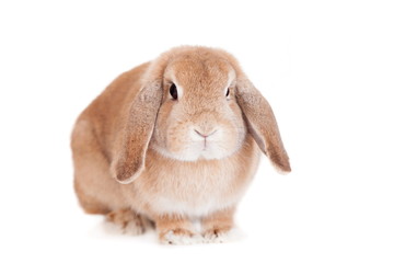 Rabbit Ram breed, red color, isolated on white background.