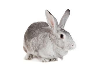 Big grey rabbit on a white background