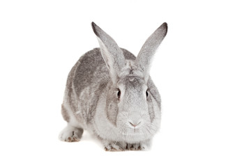Fototapeta na wymiar Big grey rabbit on a white background