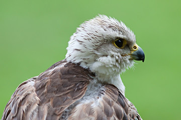 Young bald eagle