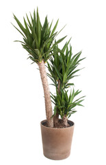 Obraz premium yucca potted plant