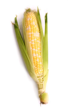 corn crop