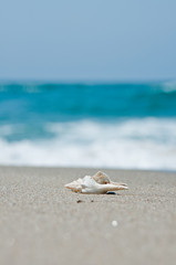 砂浜と貝殻