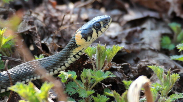 Grass Snake (Natrix Natrix) resting in the warmth