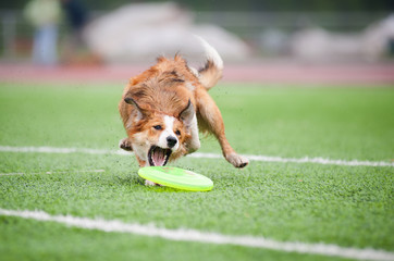 border collie  catching disc