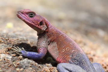 Agama lizard sun bathing on a rock