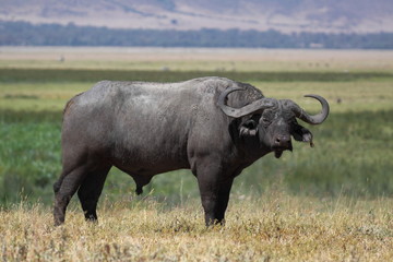 Obraz premium Lone old male cape buffalo standing on the grass