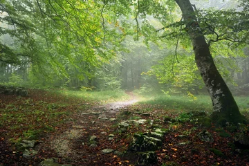  pad in bos met regen en mist © mimadeo