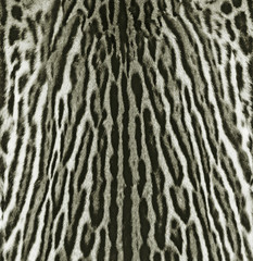 skin of leopard background