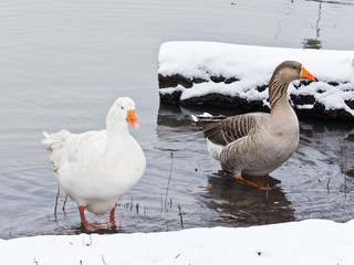 Geese in winter by the river Sava near Belgrade