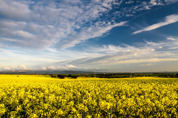 yellow rape sunset