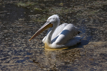 Dalmatian pelican (Pelecanus crispus) swimming