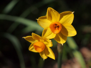 Narcissus (水仙)