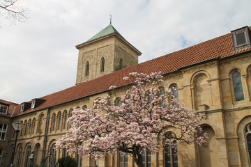 Eine Magnolie am Dom