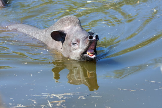 Lowland tapir (Tapirus terrestris) in water