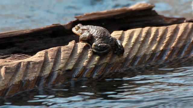 Ccommon toad (Bufo bufo) in early spring