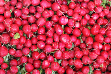 fresh radish (radishes) background