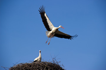 Big stork starting for the flight