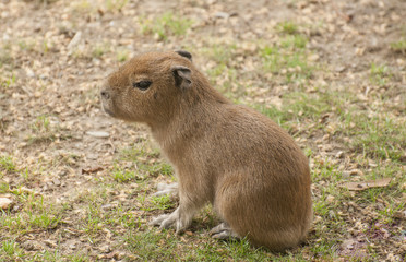 Capybara
