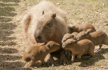 Capybara