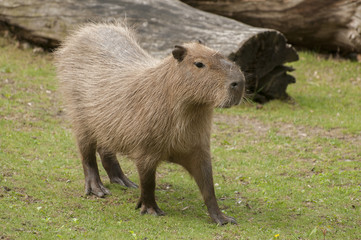 Capybara