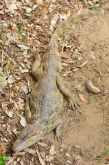 Caiman