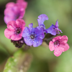 Lungwort