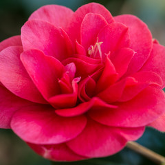 Camellia