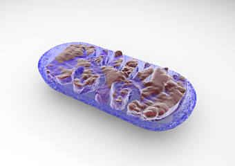 Mitocondrio sezione, cellula