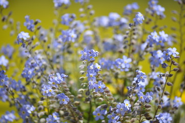 Myosotis