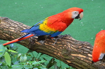 Scarlet Macaws playing on a tree