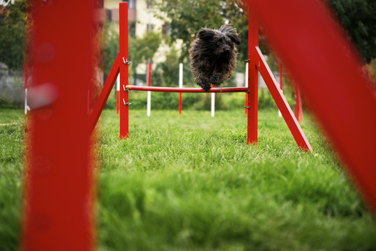 Pet Running, Agility Race With Dog Jumping Over Hurdle