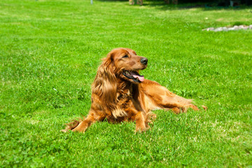 Cocker Spaniel,