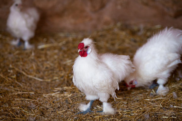Beautiful cock crows