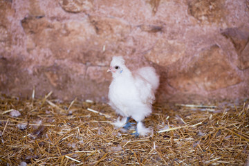 little chicken