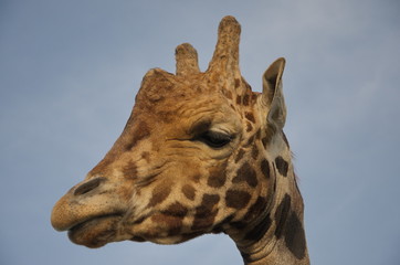 Curious giraffe